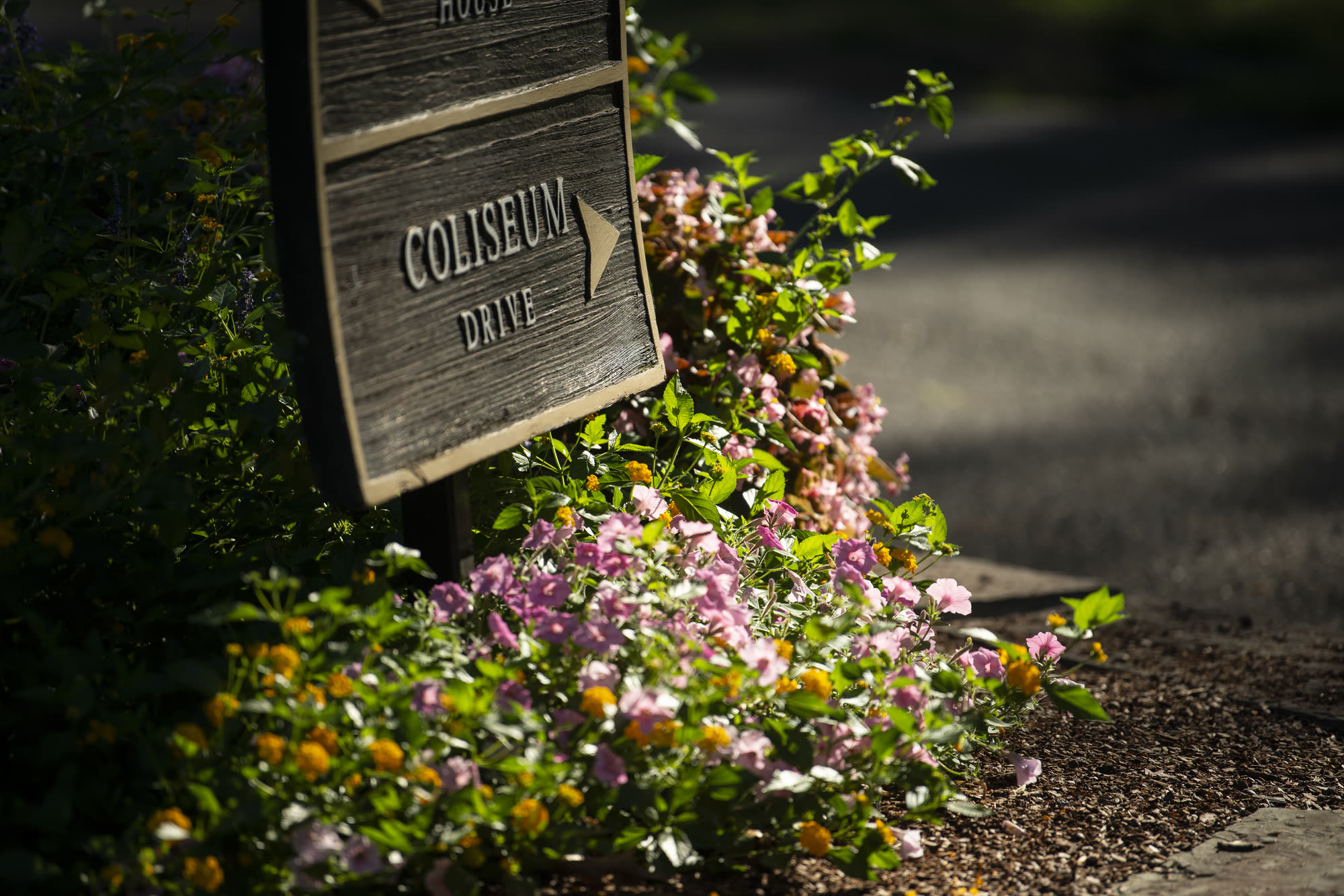 A signpost for Coliseum Drive among summer planting