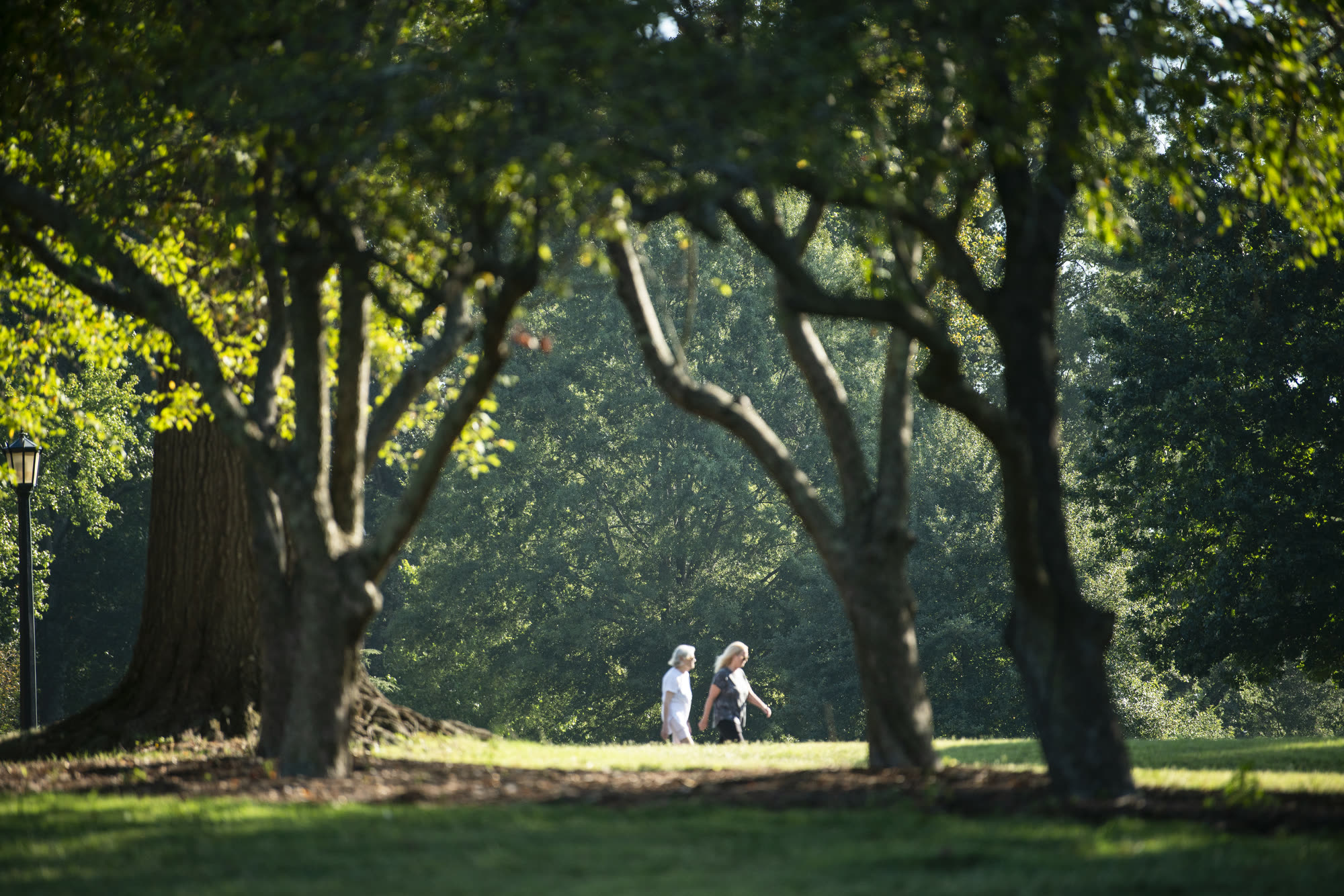 Neighbours walking beneath the hardwoods on a summer evening in Buena Vista