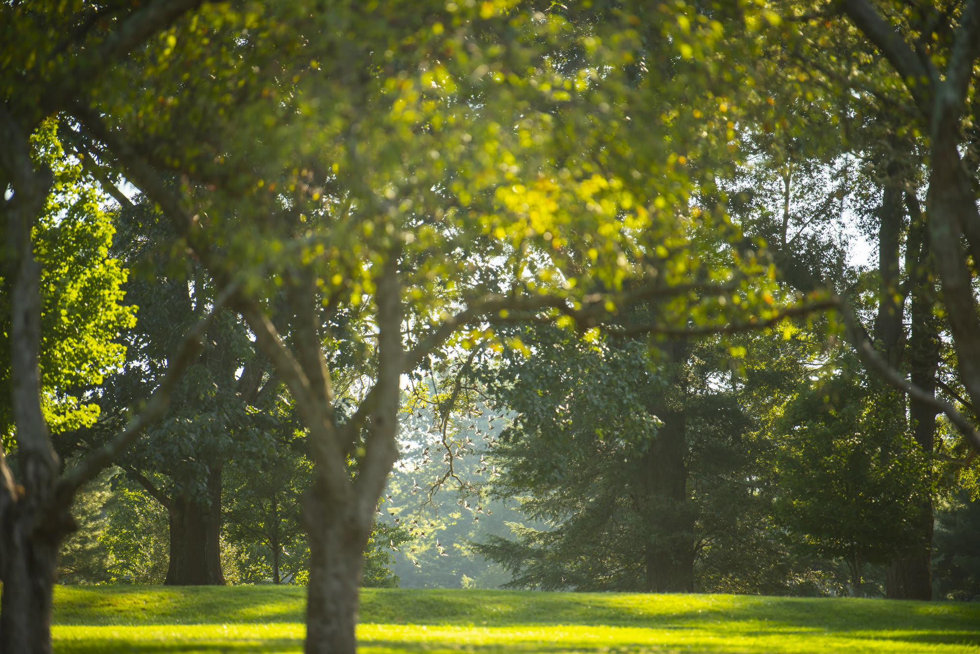 Late-afternoon light through the tree canopy over a Buena Vista lawn